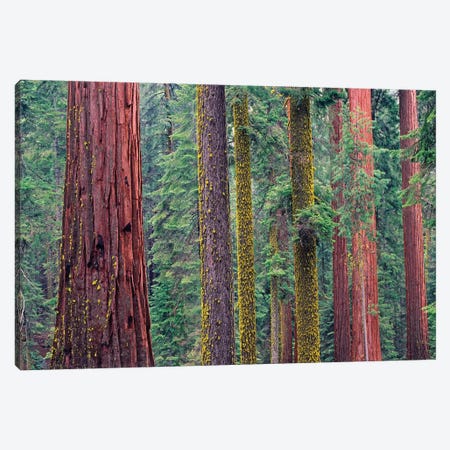Coast Redwood Trees, Mariposa Grove, Yosemite National Park, California Canvas Print #TFI229} by Tim Fitzharris Canvas Wall Art