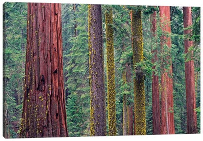 Coast Redwood Trees, Mariposa Grove, Yosemite National Park, California Canvas Art Print - Redwood Trees