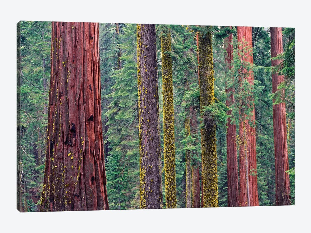 Coast Redwood Trees, Mariposa Grove, Yosemite National Park, California by Tim Fitzharris 1-piece Canvas Art