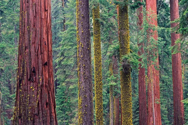 Minden Pictures: Coast Redwood Trees, Mariposa Grove, Yosemite National Park, California by Tim Fitzharris