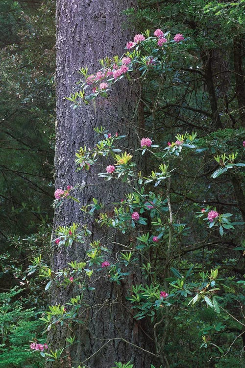 Coast Redwood Trunk And Pacific Rhododendron, Del Norte Coast Redwoods State Park, Redwood National Park, California