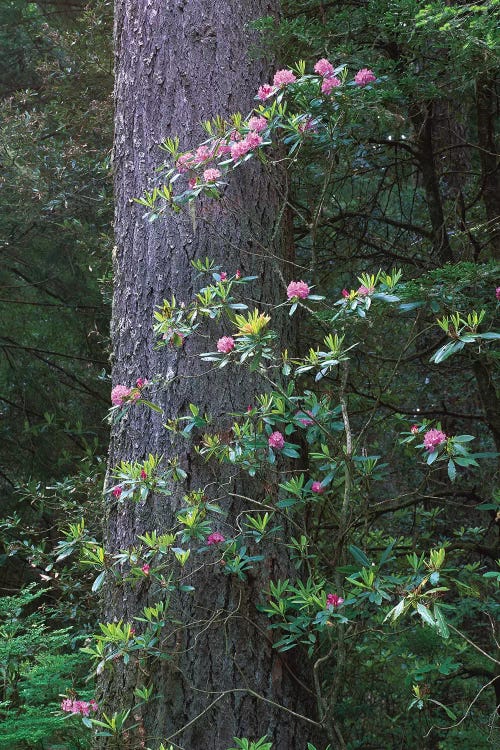Coast Redwood Trunk And Pacific Rhododendron, Del Norte Coast Redwoods State Park, Redwood National Park, California by Tim Fitzharris wall art