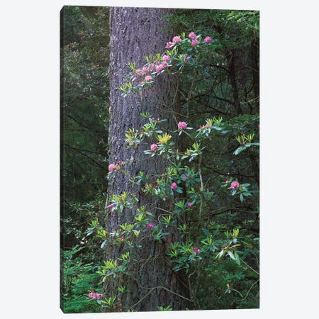 Coast Redwood Trunk And Pacific Rhododendron, Del Norte Coast Redwoods State Park, Redwood National Park, California Canvas Print #TFI230} by Tim Fitzharris Canvas Art Print