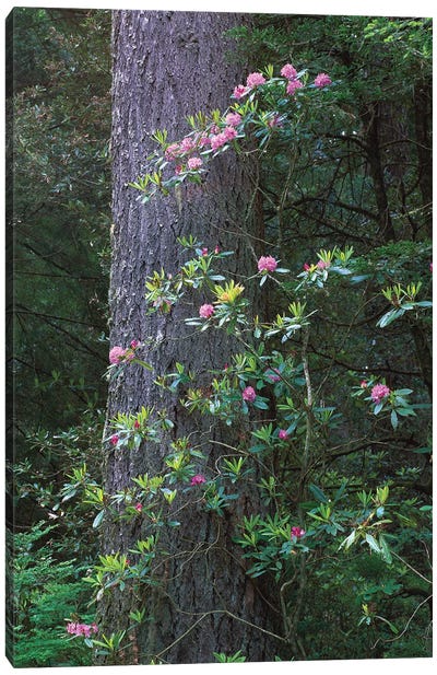 Coast Redwood Trunk And Pacific Rhododendron, Del Norte Coast Redwoods State Park, Redwood National Park, California Canvas Art Print - Redwood Trees