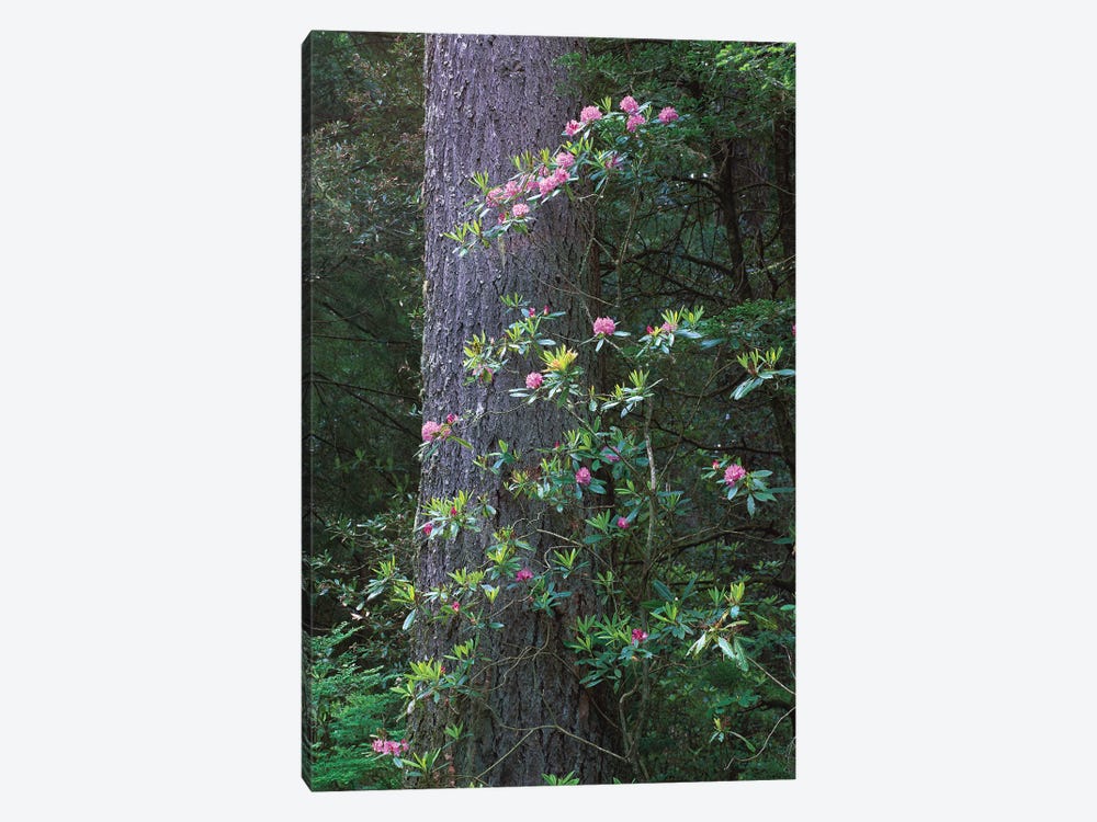Coast Redwood Trunk And Pacific Rhododendron, Del Norte Coast Redwoods State Park, Redwood National Park, California by Tim Fitzharris 1-piece Canvas Art
