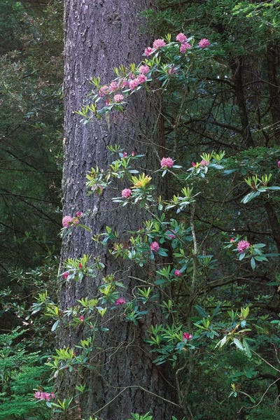 Redwood Trees: Coast Redwood Trunk And Pacific Rhododendron, Del Norte Coast Redwoods State Park, Redwood National Park, California by Tim Fitzharris