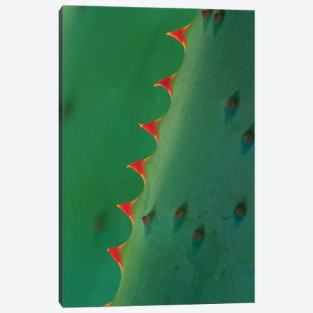 Aloe Spines Canvas Print #TFI23} by Tim Fitzharris Canvas Wall Art