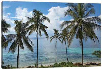 Coconut Palm Trees, Bikini Beach, Panglao Island, Philippines Canvas Art Print - Philippines