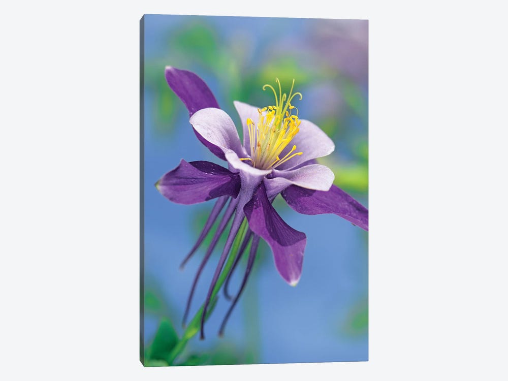 Colorado Blue Columbine Close Up Of Bloom, North America by Tim Fitzharris 1-piece Canvas Wall Art
