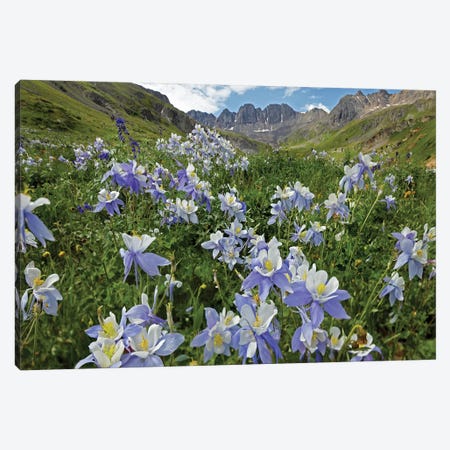 Colorado Blue Columbine Flowers, American Basin, Colorado I Canvas Print #TFI244} by Tim Fitzharris Art Print