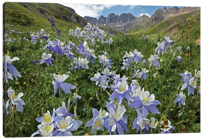 Colorado Blue Columbine Flowers, American Basin, Colorado I Canvas Art Print - Garden & Floral Landscape Art