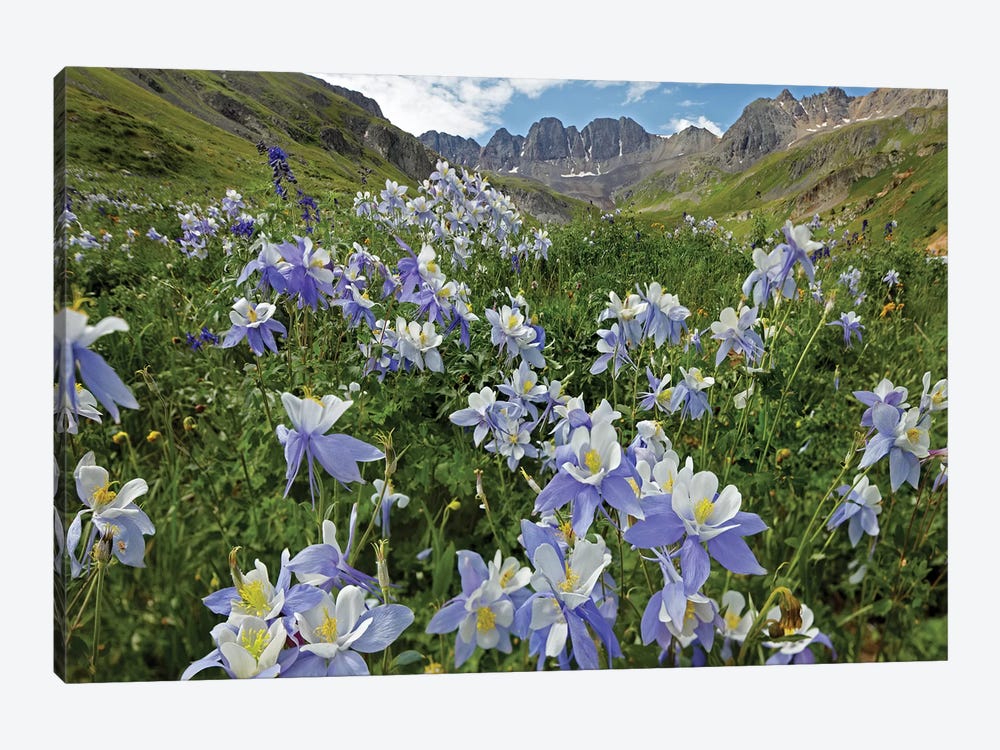 Colorado Blue Columbine Flowers, American Basin, Colorado I by Tim Fitzharris 1-piece Canvas Art Print