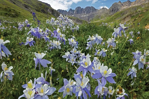 Colorado: Colorado Blue Columbine Flowers, American Basin, Colorado I by Tim Fitzharris