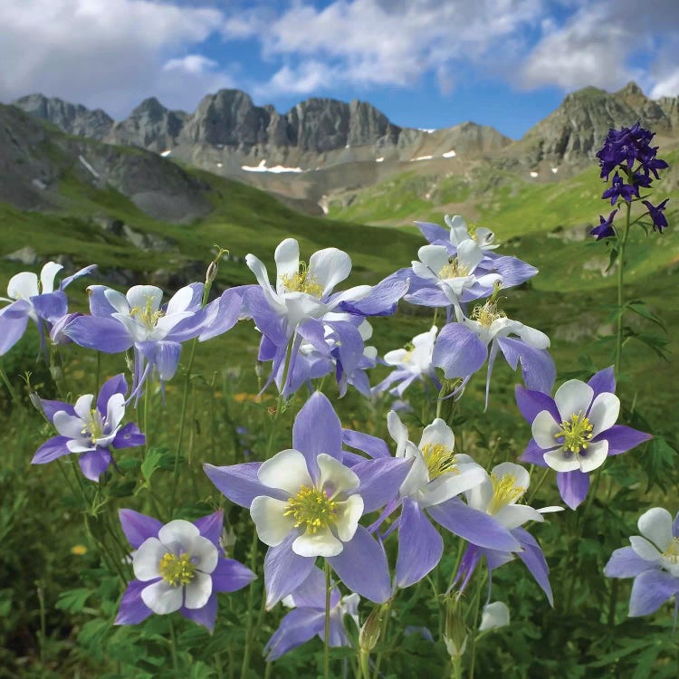 Colorado Blue Columbine Meadow At American Basin, Colorado