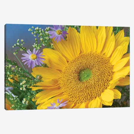 Common Sunflower And Asters, North America I Canvas Print #TFI253} by Tim Fitzharris Art Print