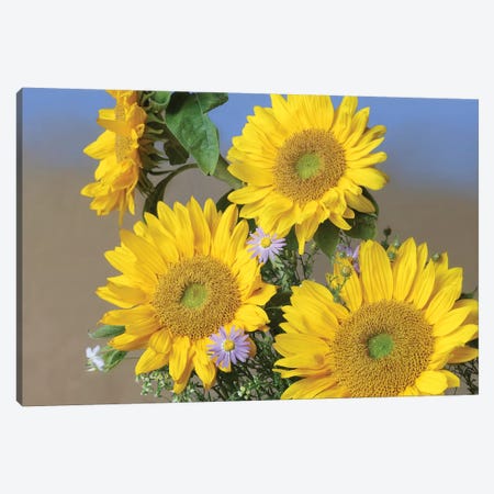 Common Sunflower And Asters, North America II Canvas Print #TFI254} by Tim Fitzharris Canvas Artwork