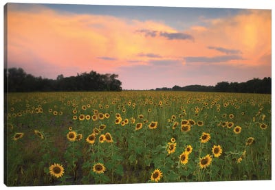 Common Sunflower Field Near Flint Hills National Wildlife Refuge, Kansas Canvas Art Print - Kansas