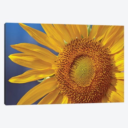 Common Sunflower Flower, North America Canvas Print #TFI258} by Tim Fitzharris Canvas Print