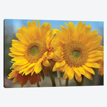 Common Sunflower Flowers, North America Canvas Print #TFI259} by Tim Fitzharris Art Print
