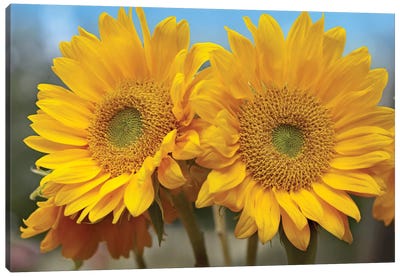 Common Sunflower Flowers, North America Canvas Art Print - Macro Photography