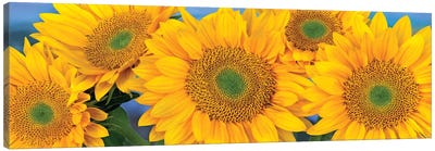 Common Sunflower Group Showing Symmetrical Seed Heads, North America I Canvas Art Print - Garden & Floral Landscape Art