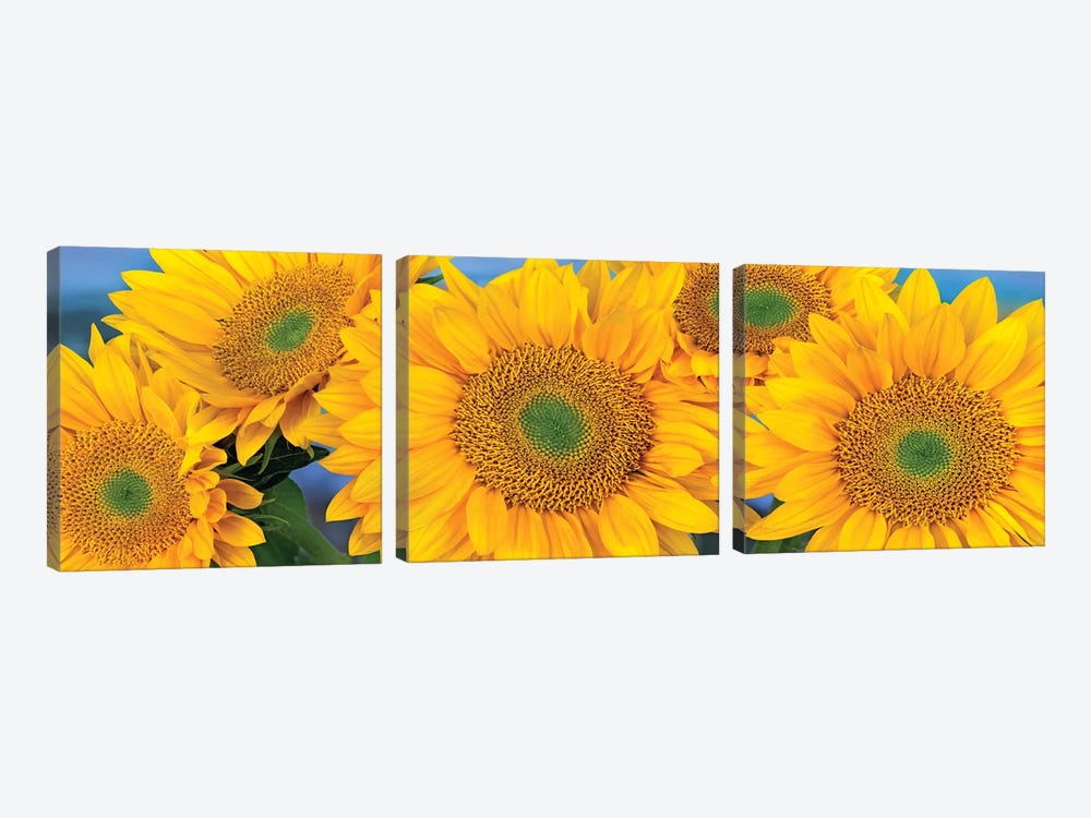 Common Sunflower Group Showing Symmetrical Seed Heads, North America I by Tim Fitzharris 3-piece Canvas Art Print