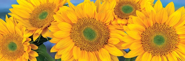 Common Sunflower Group Showing Symmetrical Seed Heads, North America I