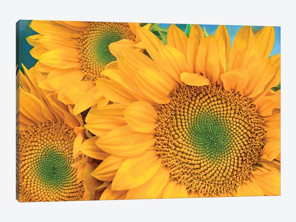 Common Sunflower Group Showing Symmetrical Seed Heads, North America II by Tim Fitzharris 1-piece Canvas Artwork