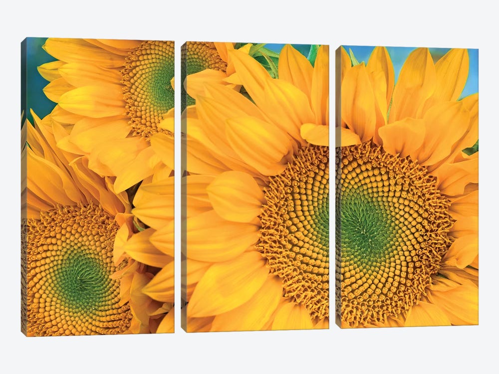 Common Sunflower Group Showing Symmetrical Seed Heads, North America II 3-piece Canvas Artwork