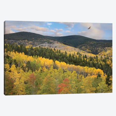 Cooper's Hawk Flying Over Quaking Aspen Forest, Santa Fe National Forest, Sangre De Cristo Mountains, New Mexico Canvas Print #TFI263} by Tim Fitzharris Canvas Wall Art