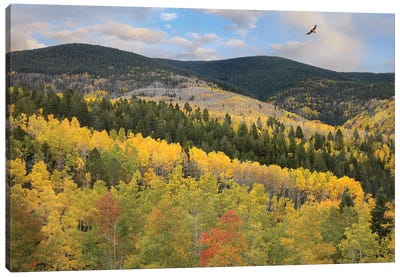 Cooper's Hawk Flying Over Quaking Aspen Forest, Santa Fe National Forest, Sangre De Cristo Mountains, New Mexico Canvas Art Print - New Mexico Art