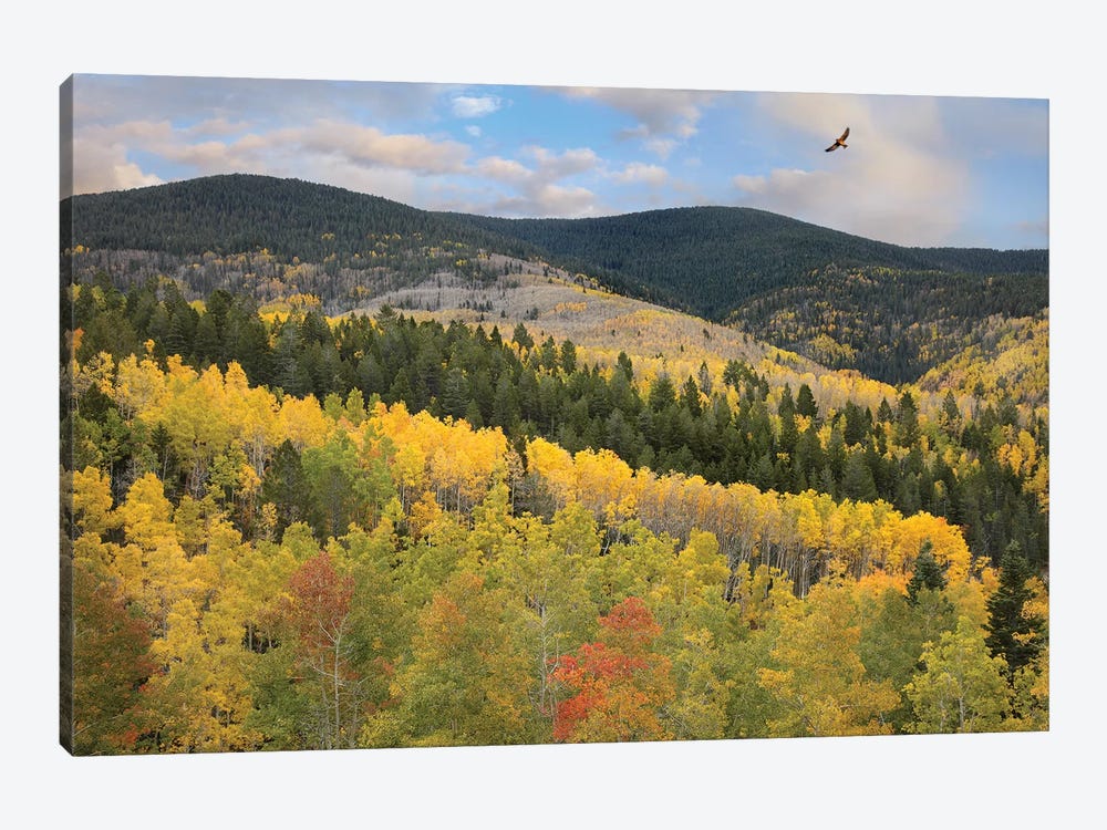 Cooper's Hawk Flying Over Quaking Aspen Forest, Santa Fe National Forest, Sangre De Cristo Mountains, New Mexico by Tim Fitzharris 1-piece Canvas Art