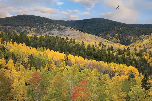 Evergreen Trees: Cooper's Hawk Flying Over Quaking Aspen Forest, Santa Fe National Forest, Sangre De Cristo Mountains, New Mexico by Tim Fitzharris