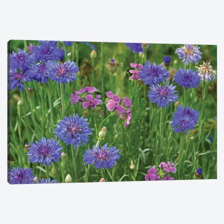 Cornflower And Pointed Phlox Blooming In Grassy Field, North America Canvas Print #TFI264} by Tim Fitzharris Art Print