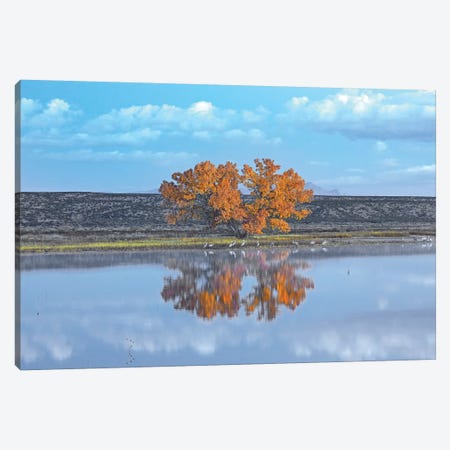 Cottonwood And Cranes, Autumn Foliage, Bosque Del Apache National Wildlife Refuge, New Mexico Canvas Print #TFI266} by Tim Fitzharris Canvas Print