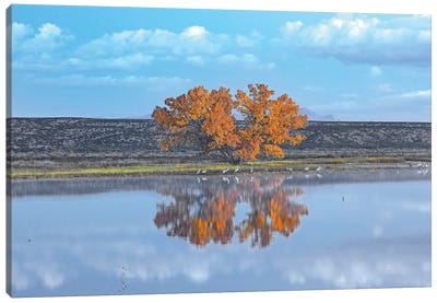 Cottonwood And Cranes, Autumn Foliage, Bosque Del Apache National Wildlife Refuge, New Mexico Canvas Art Print - Poplar Tree Art
