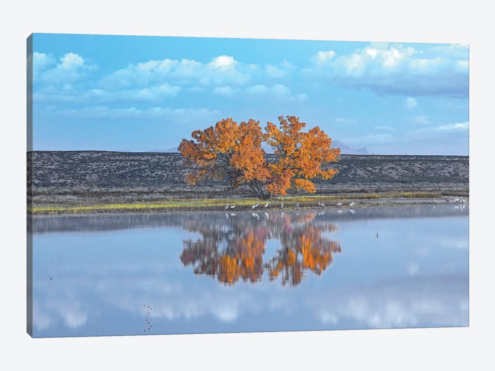 Cottonwood And Cranes, Autumn Foliage, Bosque Del Apache National Wildlife Refuge, New Mexico 1-piece Canvas Print