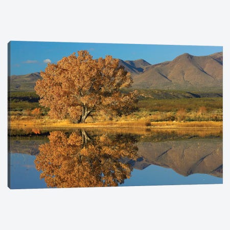 Cottonwood Fall Foliage With Magdalena Mountains Behind, New Mexico Canvas Print #TFI267} by Tim Fitzharris Canvas Print