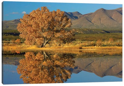 Cottonwood Fall Foliage With Magdalena Mountains Behind, New Mexico Canvas Art Print - Poplar Tree Art