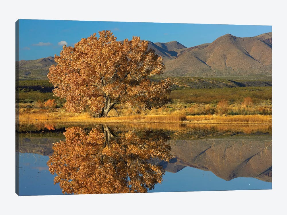 Cottonwood Fall Foliage With Magdalena Mountains Behind, New Mexico 1-piece Canvas Wall Art