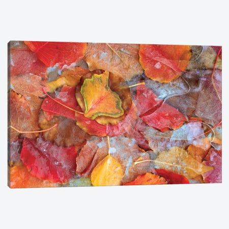 Cottonwood Frozen Leaves, North America II Canvas Print #TFI269} by Tim Fitzharris Canvas Wall Art