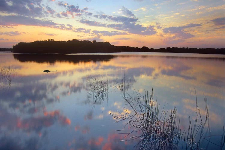 American Alligator Floating In Paurotis Pond, Everglades National Park, Florida