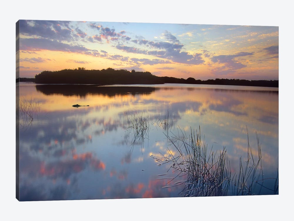 American Alligator Floating In Paurotis Pond, Everglades National Park, Florida by Tim Fitzharris 1-piece Canvas Wall Art