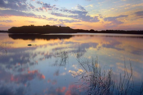 American Alligator Floating In Paurotis Pond, Everglades National Park, Florida