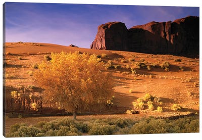 Cottonwood Tree And Coyote Bush With Sand Dunes, Monument Valley, Arizona Canvas Art Print
