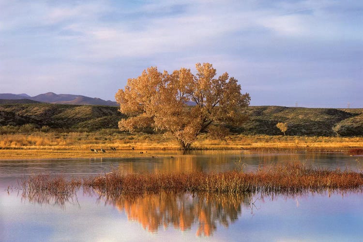 Cottonwood Tree And Sandhill Crane Flock In Pond, Bosque Del Apache National Wildlife Refuge, New Mexico