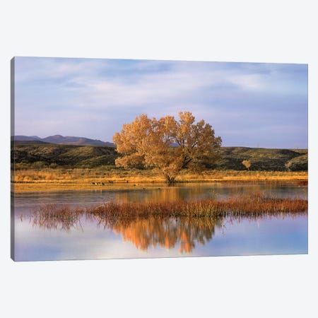 Cottonwood Tree And Sandhill Crane Flock In Pond, Bosque Del Apache National Wildlife Refuge, New Mexico Canvas Print #TFI271} by Tim Fitzharris Canvas Art Print