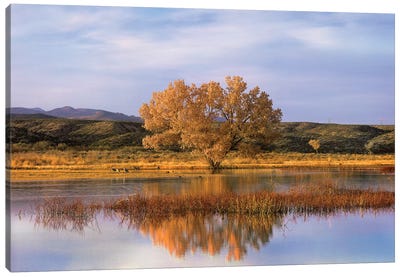 Cottonwood Tree And Sandhill Crane Flock In Pond, Bosque Del Apache National Wildlife Refuge, New Mexico Canvas Art Print