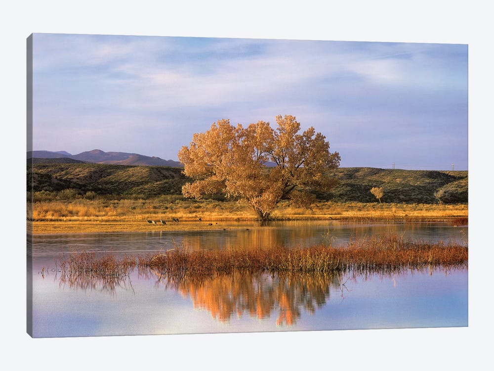 Cottonwood Tree And Sandhill Crane Flock In Pond, Bosque Del Apache National Wildlife Refuge, New Mexico 1-piece Canvas Print