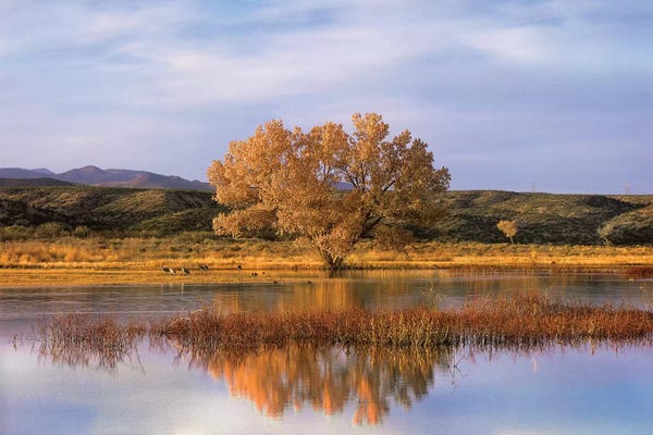Poplar Trees: Cottonwood Tree And Sandhill Crane Flock In Pond, Bosque Del Apache National Wildlife Refuge, New Mexico by Tim Fitzharris